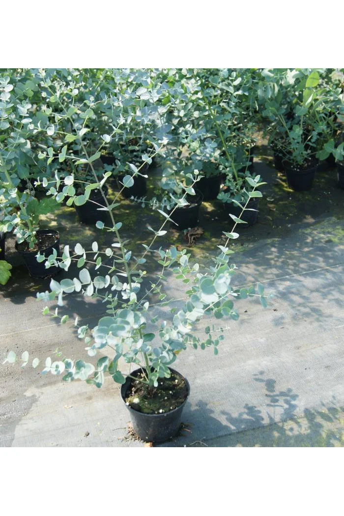 Eukaliptus górski Eucalyptus gunni