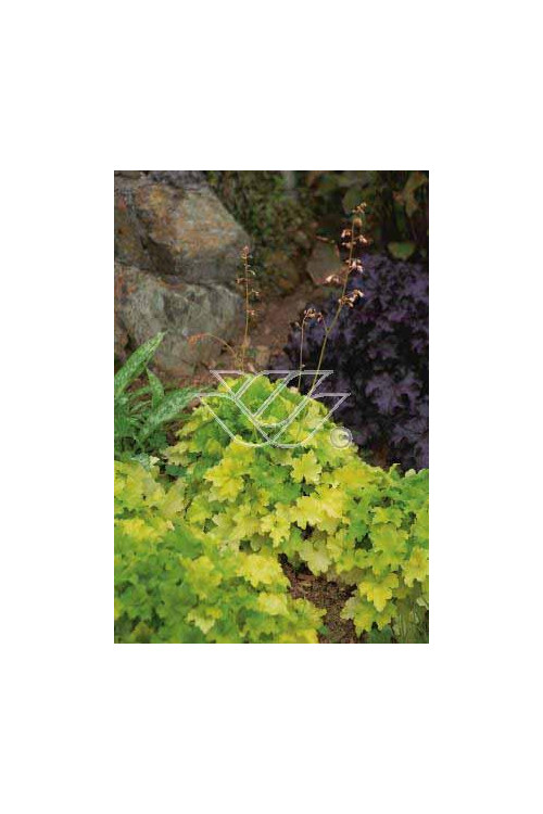 Żurawka 'Key Lime Pie' Heuchera