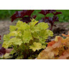 Żurawka 'Key Lime Pie' Heuchera