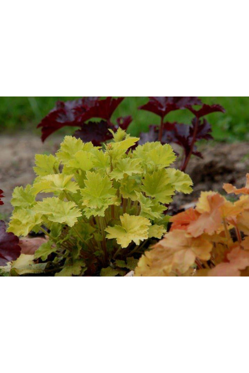 Żurawka 'Key Lime Pie' Heuchera