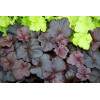 Żurawka 'Obsidian' | Heuchera