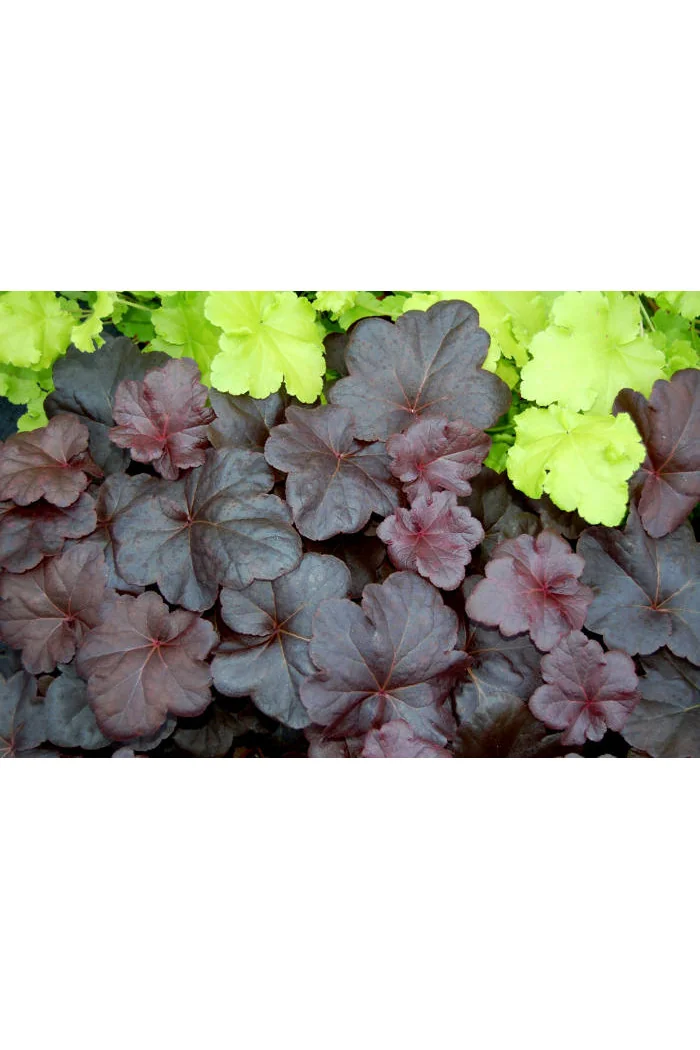 Żurawka 'Obsidian' | Heuchera