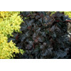 Żurawka 'Obsidian' | Heuchera