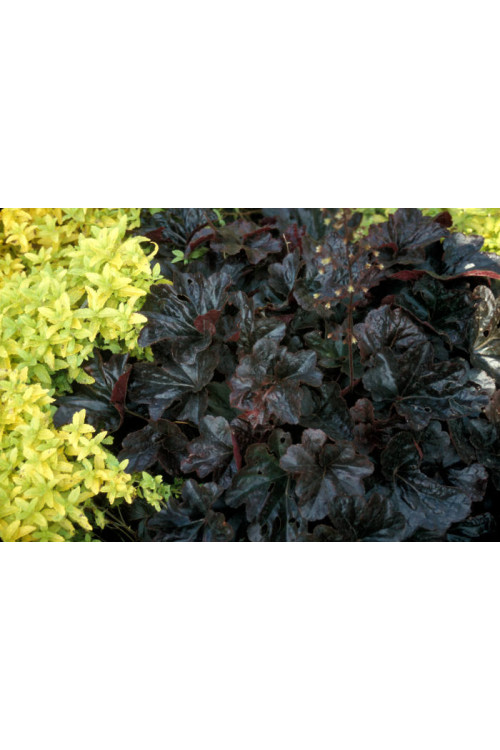 Żurawka 'Obsidian' | Heuchera