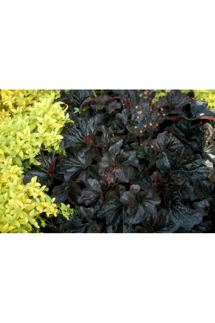 Żurawka 'Obsidian' | Heuchera