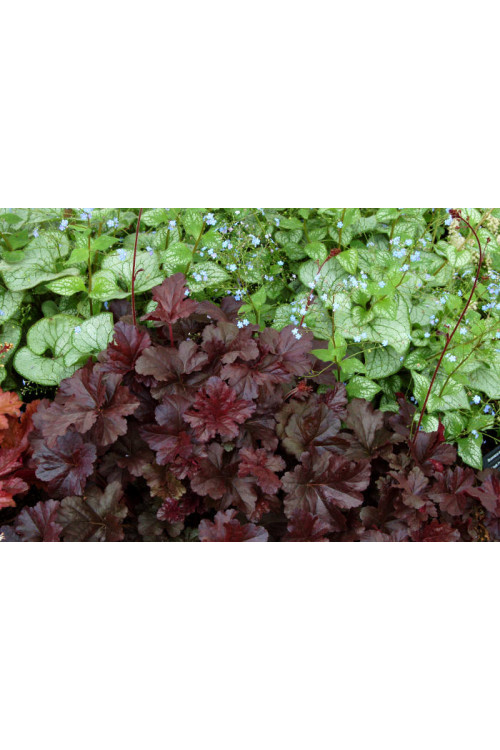 Żurawka 'Obsidian' | Heuchera