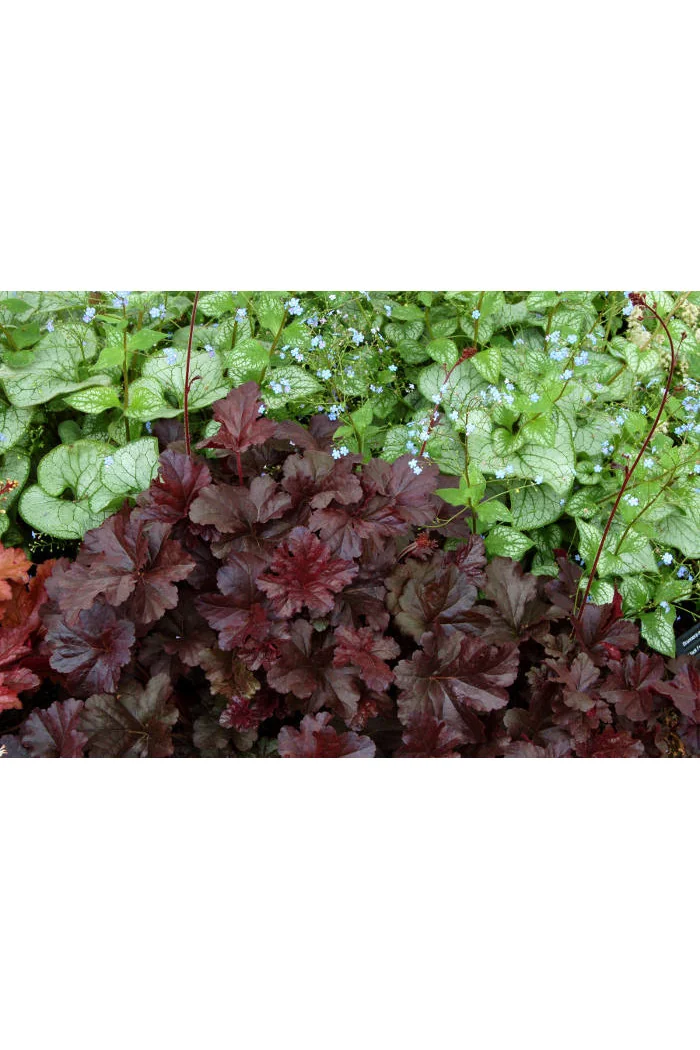 Żurawka 'Obsidian' | Heuchera