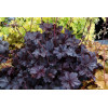 Żurawka 'Obsidian' | Heuchera