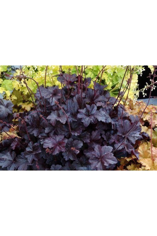 Żurawka 'Obsidian' | Heuchera