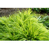 Hakonechloa 'All Gold' | Hakonechloa macra