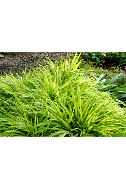 Hakonechloa 'All Gold' | Hakonechloa macra