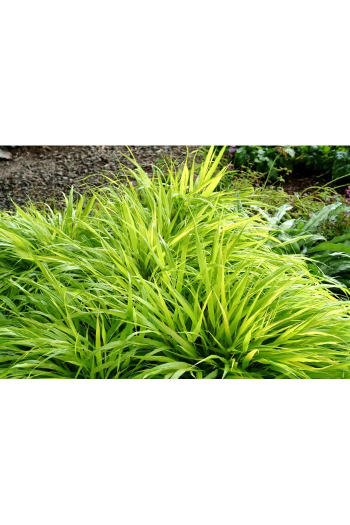 Hakonechloa 'All Gold' | Hakonechloa macra