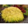 Hakonechloa 'All Gold' | Hakonechloa macra