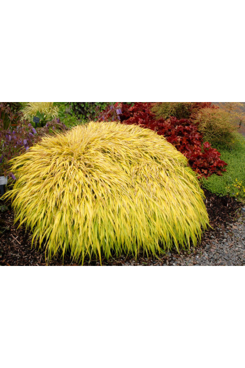 Hakonechloa 'All Gold' | Hakonechloa macra