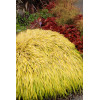 Hakonechloa 'All Gold' | Hakonechloa macra