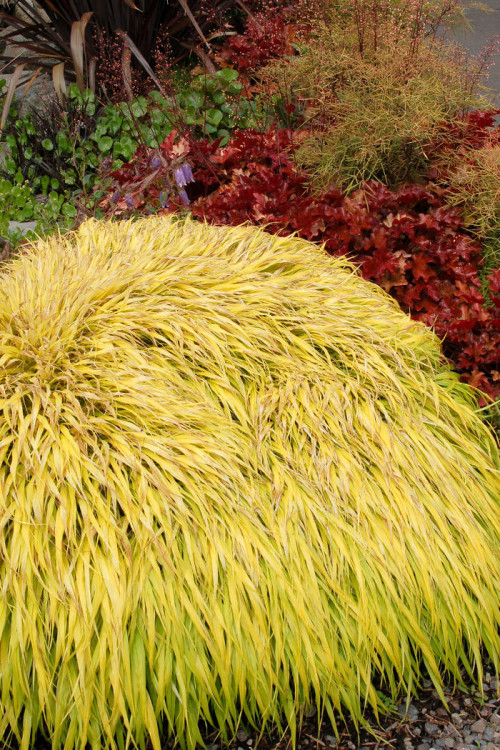 Hakonechloa 'All Gold' | Hakonechloa macra