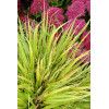Hakonechloa 'Stripe it Rich' | Hakonechloa macra