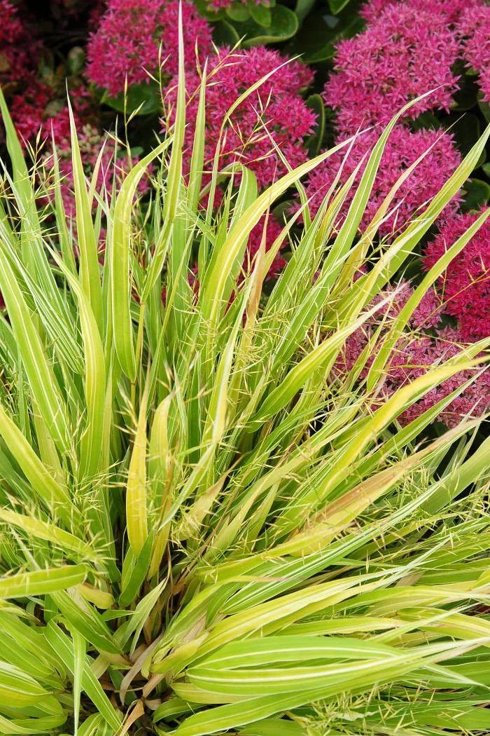 Hakonechloa 'Stripe it Rich' | Hakonechloa macra