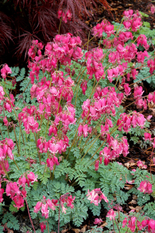 Serduszka 'King of Hearts' | Dicentra