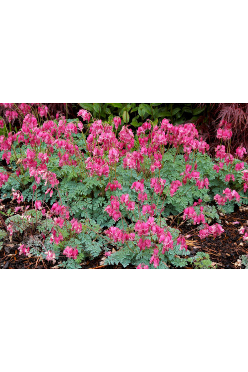 Serduszka 'King of Hearts' | Dicentra