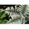 Wietlica 'Pewter Lace' | Athyrium