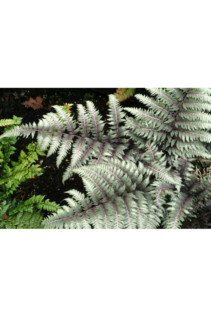 Wietlica 'Pewter Lace' | Athyrium