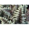 Wietlica 'Pewter Lace' | Athyrium