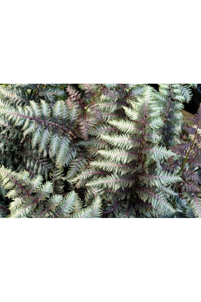Wietlica 'Pewter Lace' | Athyrium