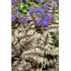 Wietlica 'Pewter Lace' | Athyrium