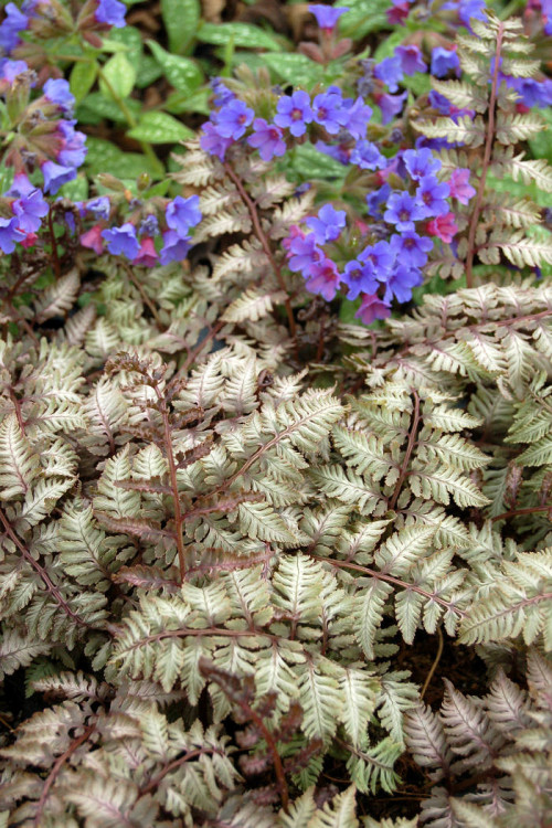Wietlica 'Pewter Lace' | Athyrium