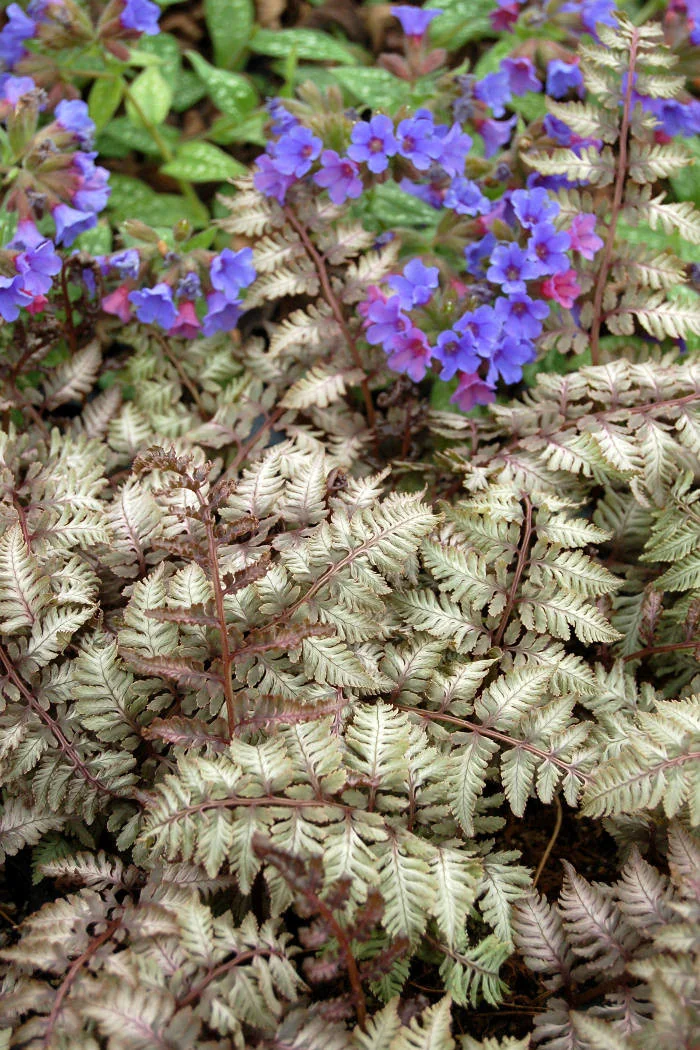 Wietlica 'Pewter Lace' | Athyrium
