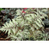 Wietlica 'Pewter Lace' | Athyrium