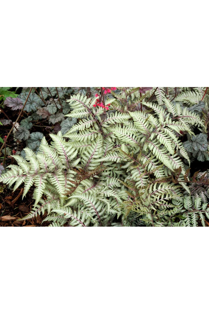 Wietlica 'Pewter Lace' | Athyrium