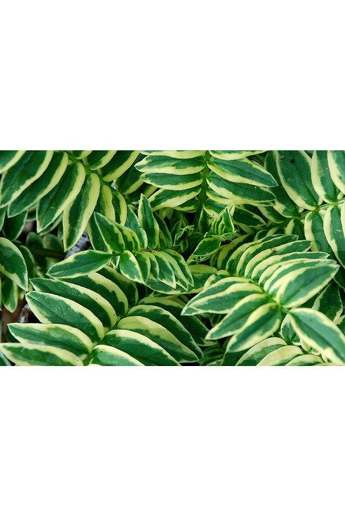 Wielosił 'Snow and Sapphires' Polemonium