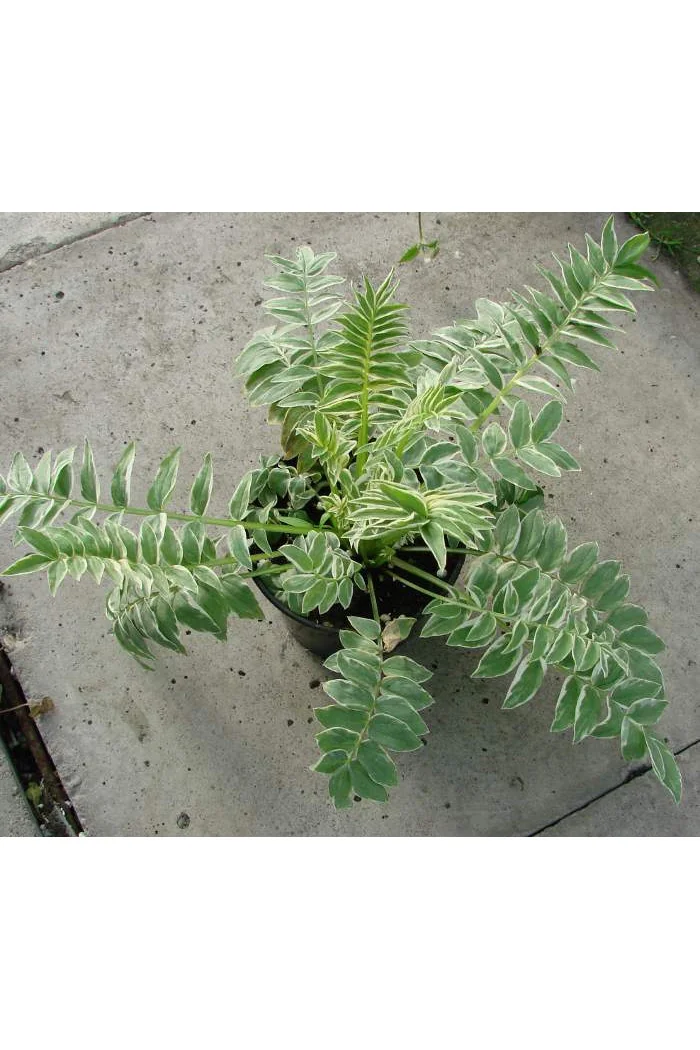 Wielosił 'Snow and Sapphires' Polemonium