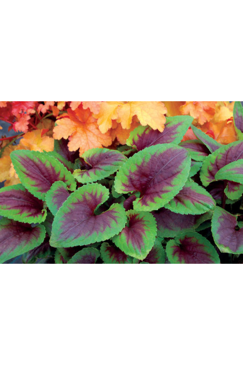 Fiołek 'Heartthrob' | Viola