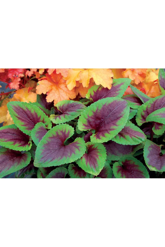 Fiołek 'Heartthrob' | Viola