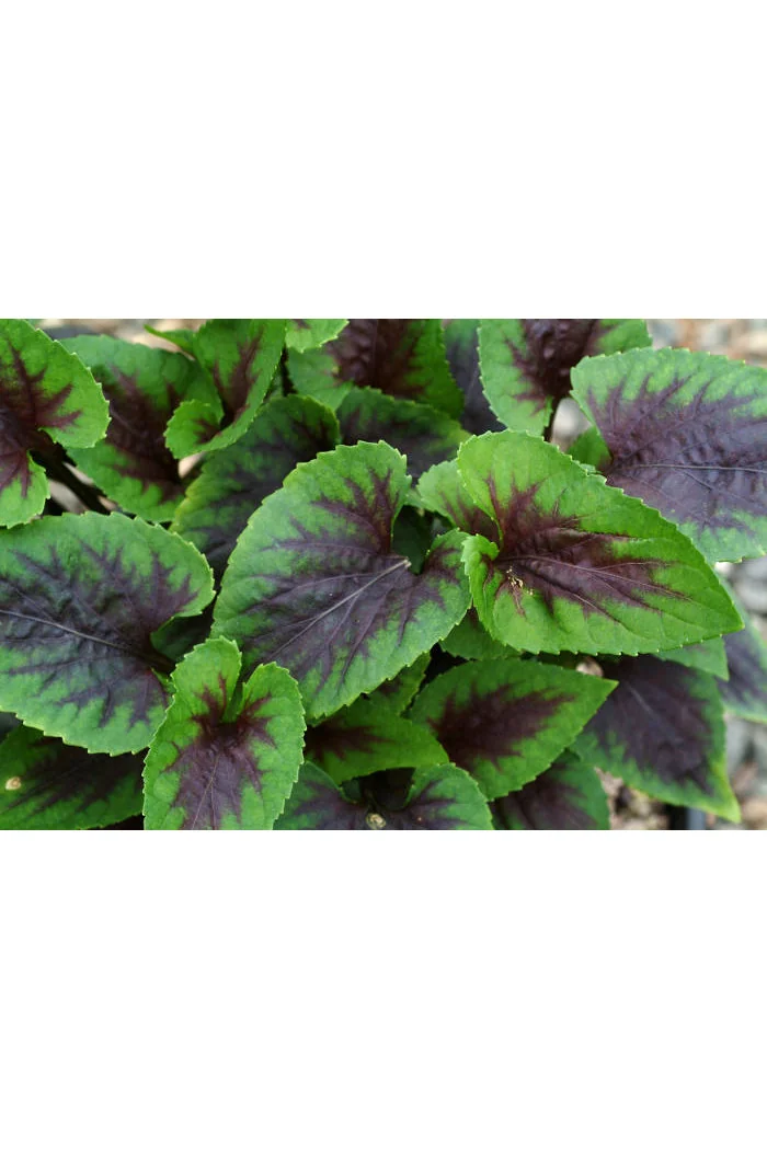 Fiołek 'Heartthrob' | Viola