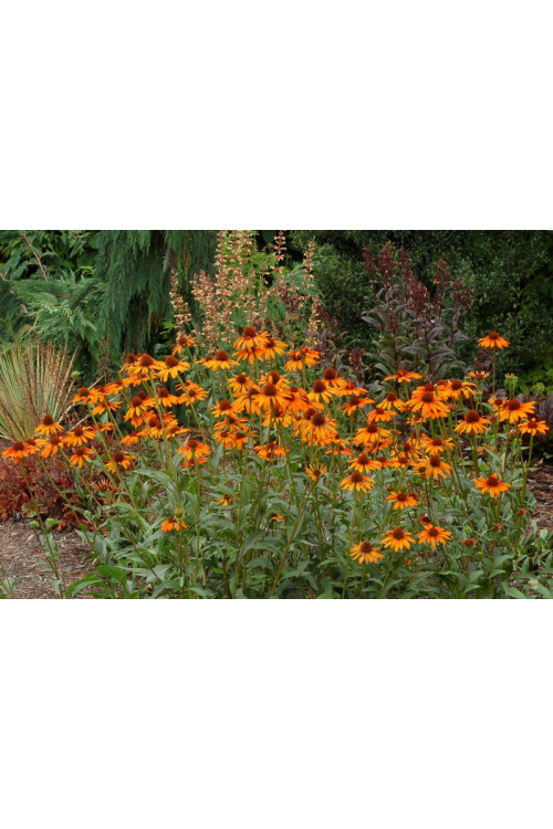 Jeżówka 'Tiki Torch' Echinacea