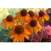 Jeżówka 'Tiki Torch' Echinacea