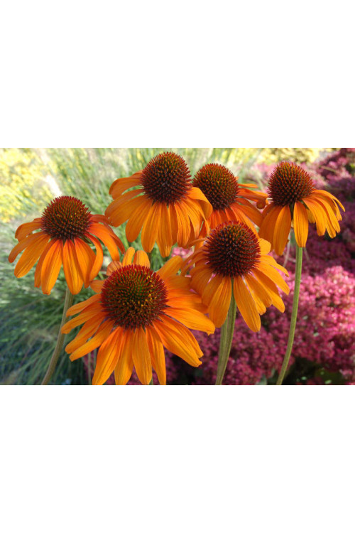 Jeżówka 'Tiki Torch' Echinacea