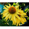 Jeżówka 'Daydream' Echinacea