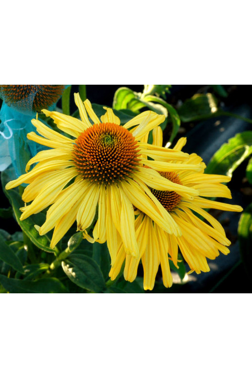 Jeżówka 'Daydream' Echinacea