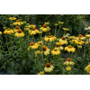 Jeżówka 'Daydream' Echinacea