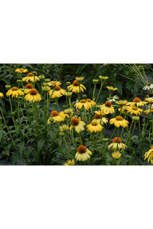 Jeżówka 'Daydream' Echinacea