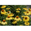 Jeżówka 'Daydream' Echinacea