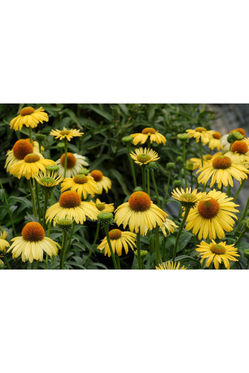 Jeżówka 'Daydream' Echinacea