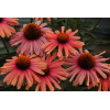 Jeżówka 'Mama Mia' Echinacea