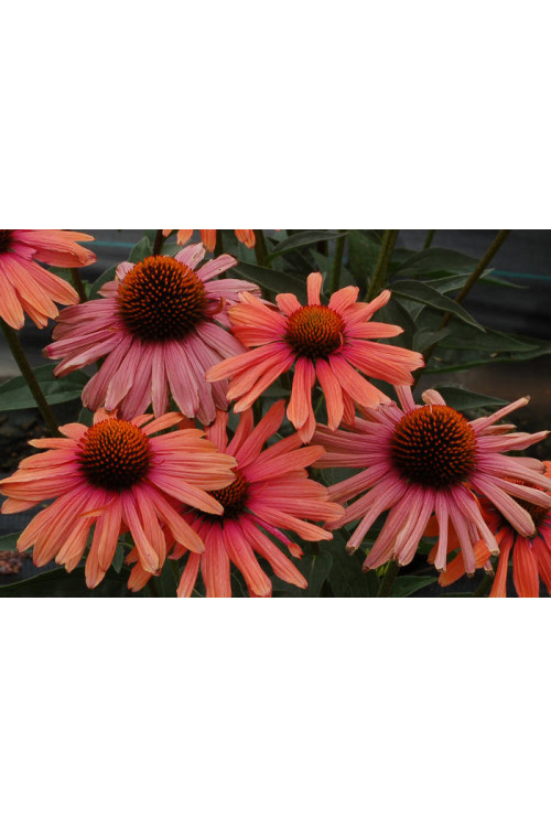 Jeżówka 'Mama Mia' Echinacea