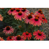 Jeżówka 'Mama Mia' Echinacea
